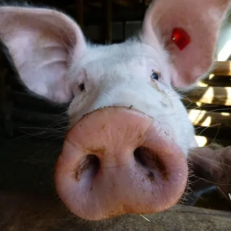 Hacklgut * Радштадт